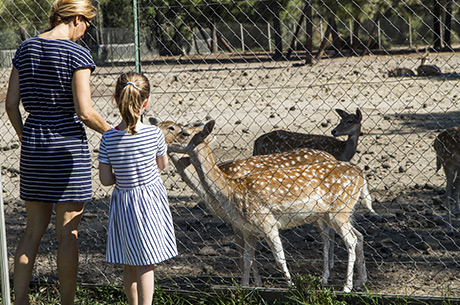 camping animations familles