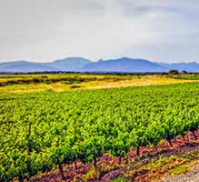 scopri la gastronomia Corsica al campeggio